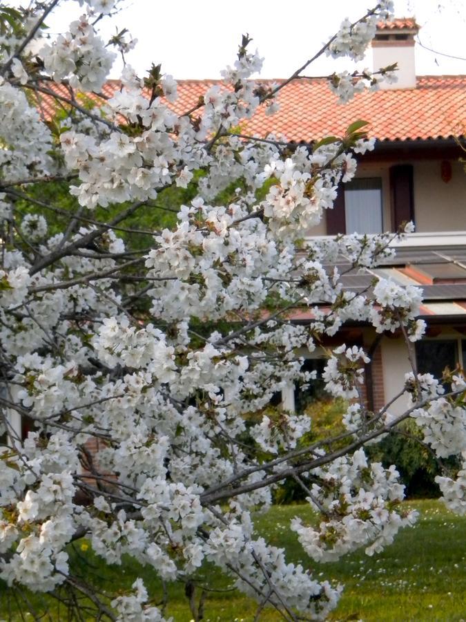Agriturismo Il Magicorto Cassola Εξωτερικό φωτογραφία